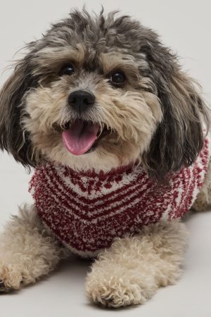 CozyChic® Checkered Stripe Pet Sweater